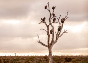 flock of birds on bare tree