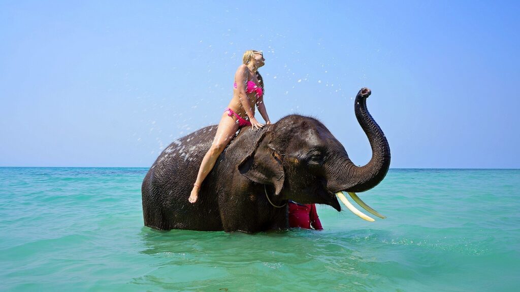 riding on an elephant, bathing, sea