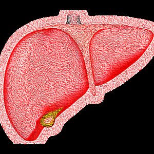 liver, hepatic, organ