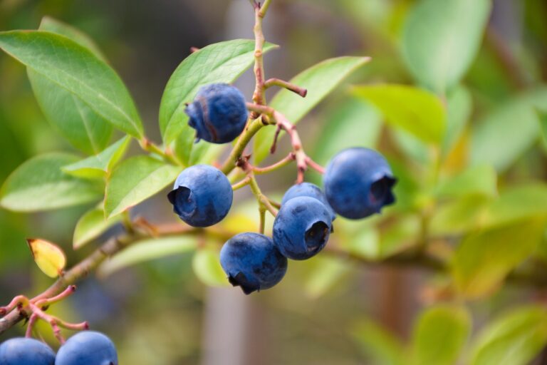 blue round fruit on green leaf