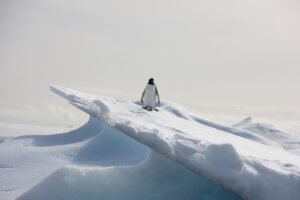 penguin standing on ice field