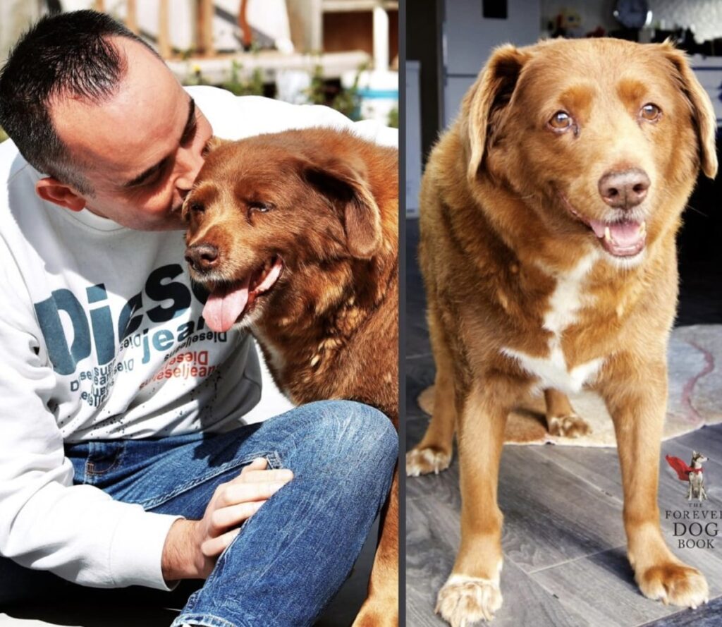 金氏世界紀錄最長壽狗狗波比去世