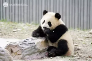 不到兩歲 大熊貓「青糍」罹罕見疾病逝世