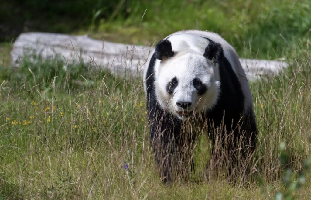 真的養不起！ 荷蘭動物園提前將2隻貓熊送回中國