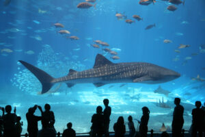 沖繩水族館