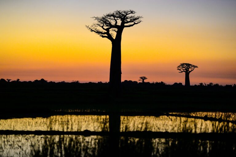 東非國家馬達加斯加（madagascar）