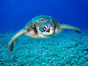 海龜、菲律賓村民分食海龜肉後疑食物中毒 3死31送醫