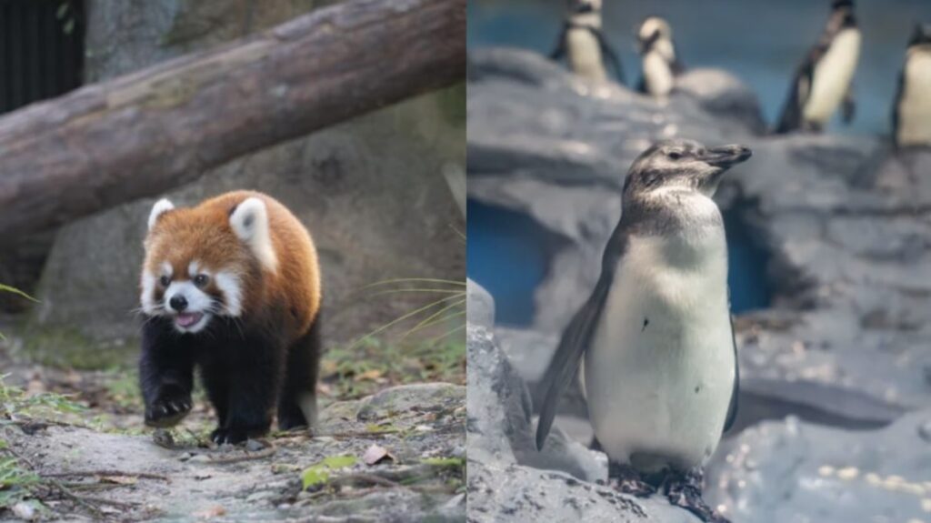 台北上海雙城論壇成果 木柵動物園將引進上海小貓熊