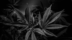 a black and white photo of a marijuana plant