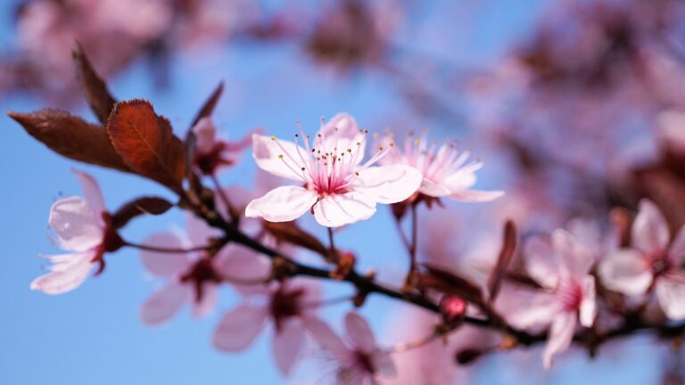 櫻花、櫻花季節、日本櫻花季