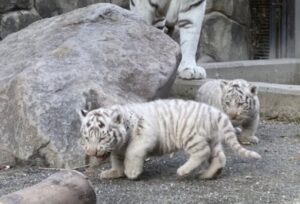 日本東武動物園時隔9年再迎白老虎寶寶 明起亮相