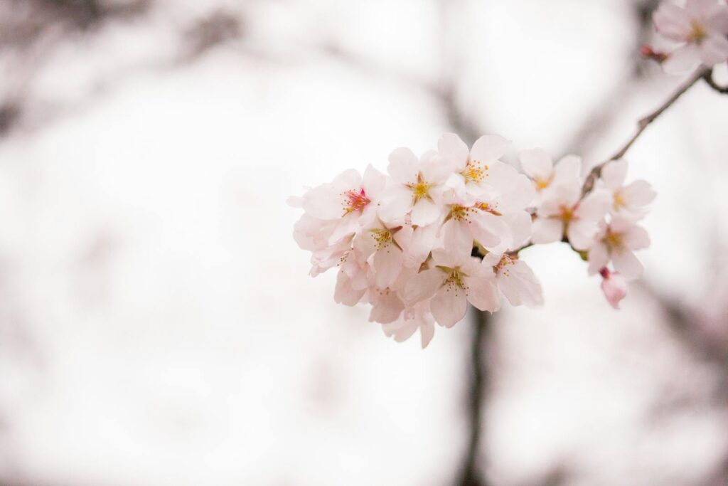 櫻花季、櫻花、日本櫻花季